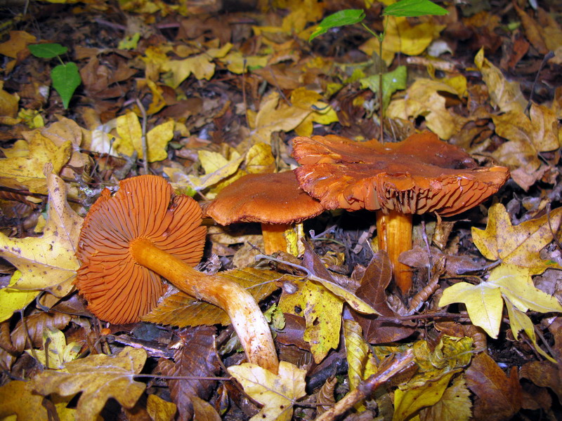 Cortinarius orellanus